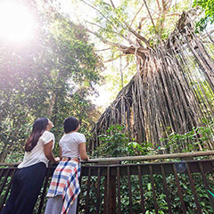 ケアンズ日本語オプショナルツアー