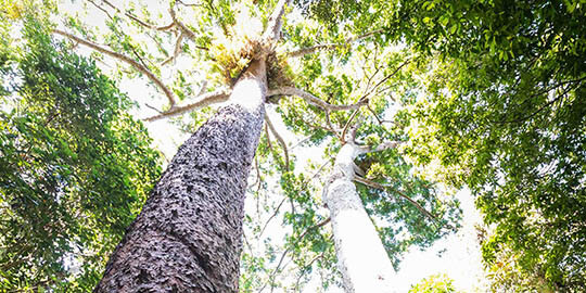 ケアンズ発、シェーンのアサートン高原日本語ツアー