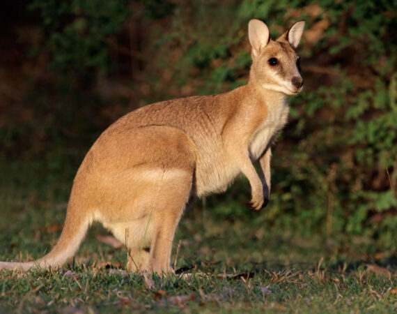 スナイロワラビー