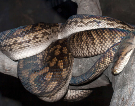 アメジストニシキヘビ