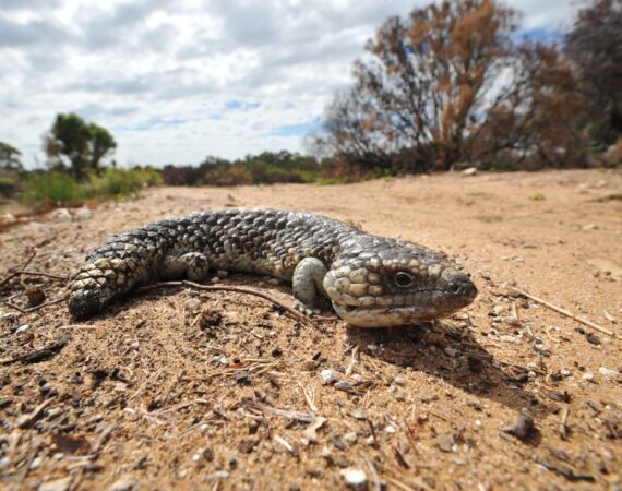 アオジタトカゲ