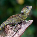 ボイドフォレストドラゴン