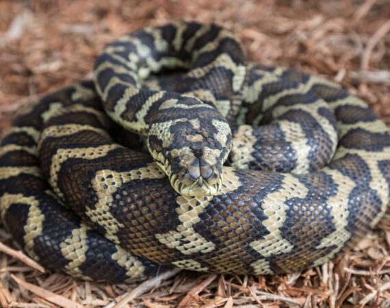 カーペットニシキヘビ