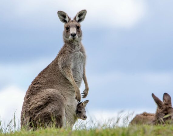 オオカンガルー