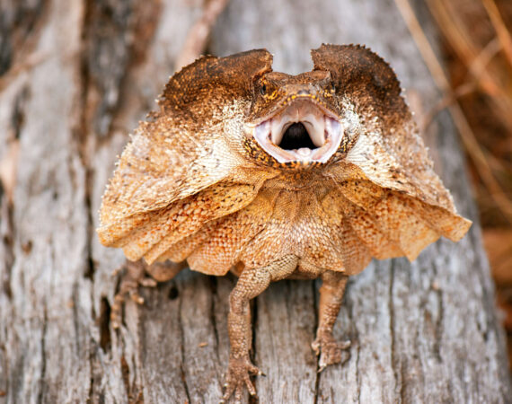 エリマキトカゲ