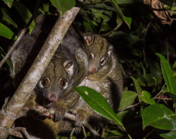 グリーンリングテイルポッサム