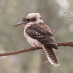 ワライカワセミ