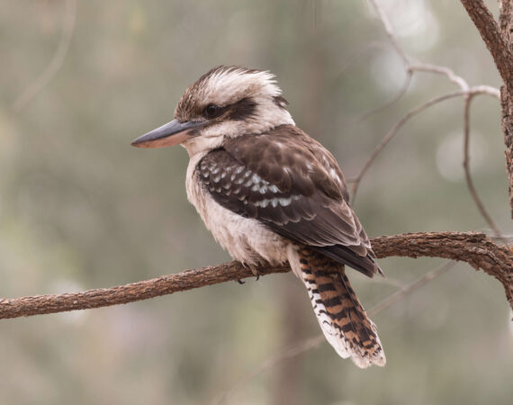 ワライカワセミ