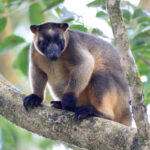 カオグロキノボリカンガルー