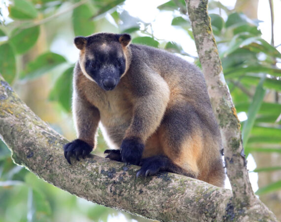 カオグロキノボリカンガルー