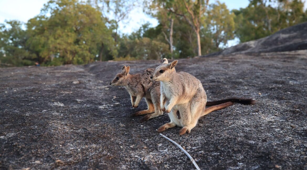 ケアンズ発日本語オプショナルツアー イワ(ロック)ワラビー