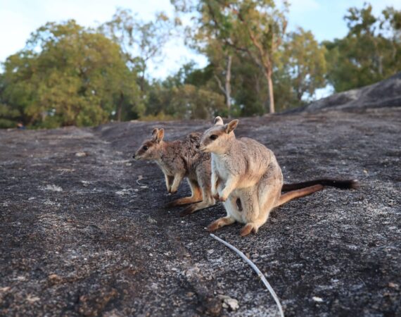 イワ(ロック)ワラビー