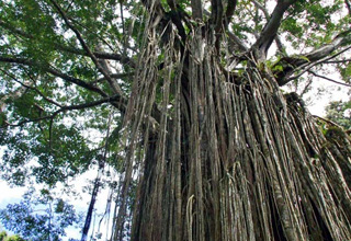 精霊の宿る樹「カーテンフィグツリー」の写真